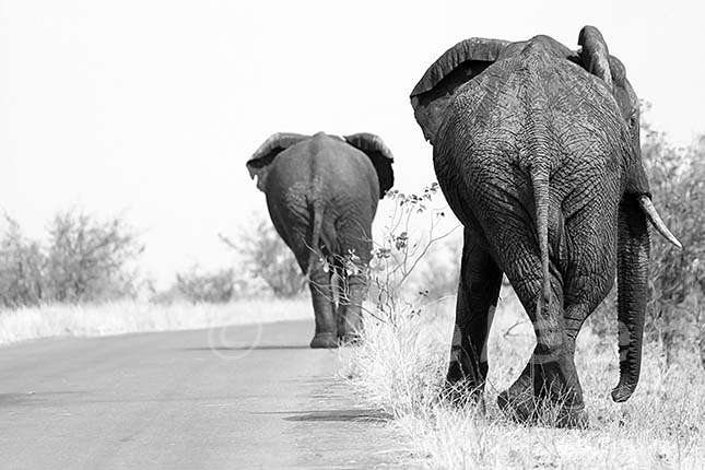 IMG_7570-2 elephants road kruger hind black and white