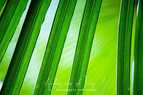 IMG_0616-2 abstract green leaf lines